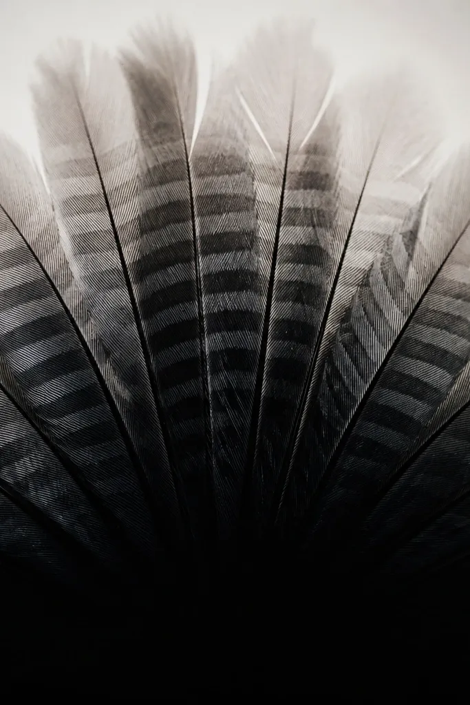 A fan of feathers radiating outward, with the bottom area filled in deep black. Each feather has layered gray stripes, and the tips fade into lighter smoke shading.