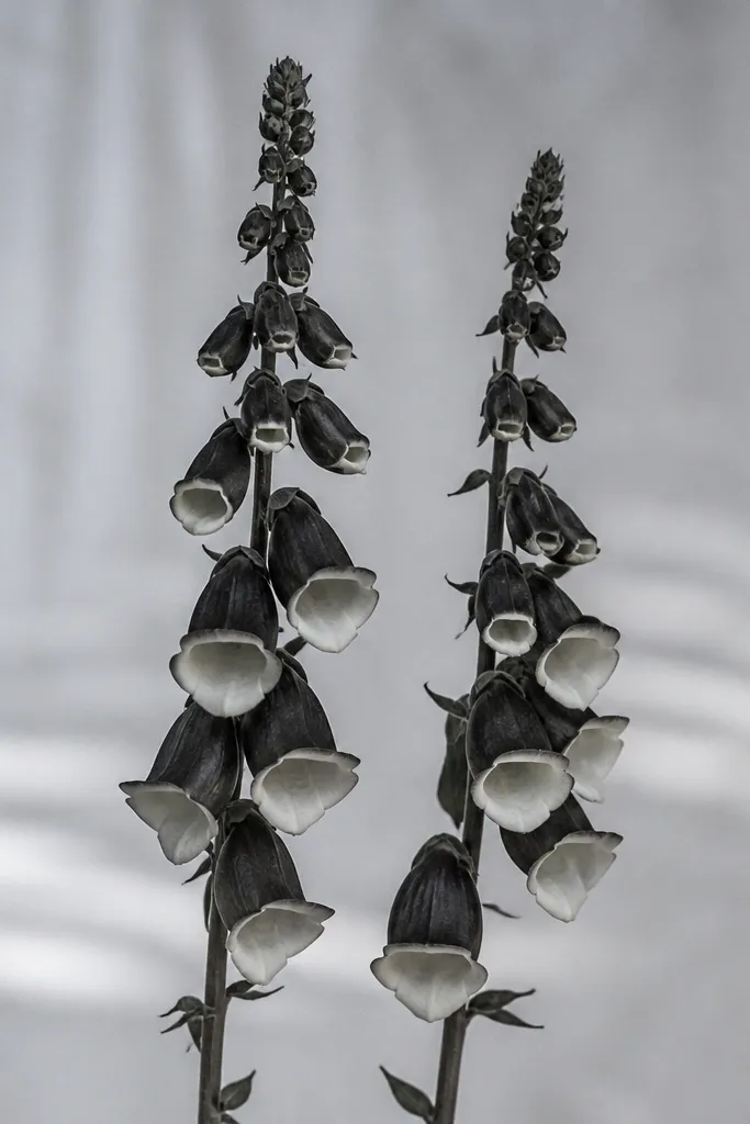 Two foxglove stems with bell-shaped flowers, where the bell interiors are left as clean negative space and the outer shapes are shaded charcoal black.