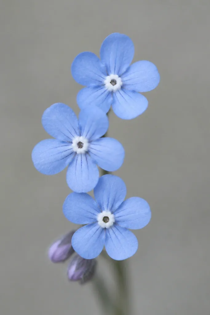 Three small forget-me-not flowers in a vertical mini cluster. Each has five tiny petals with a delicate center dot. Some petals have single micro vein lines drawn in black.
