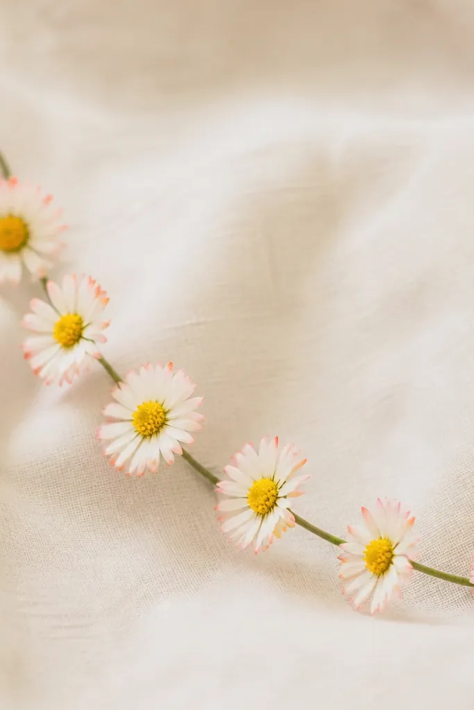 A daisy chain of small daisies spaced along a curved line, with peach-tinted tips on the petals and tiny green stems.
